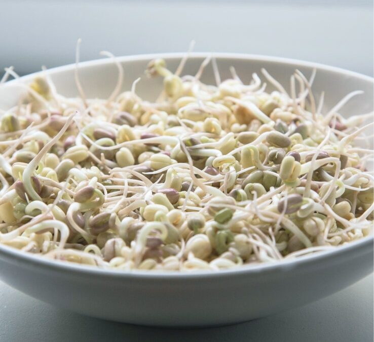 Germinated lentils – the right way