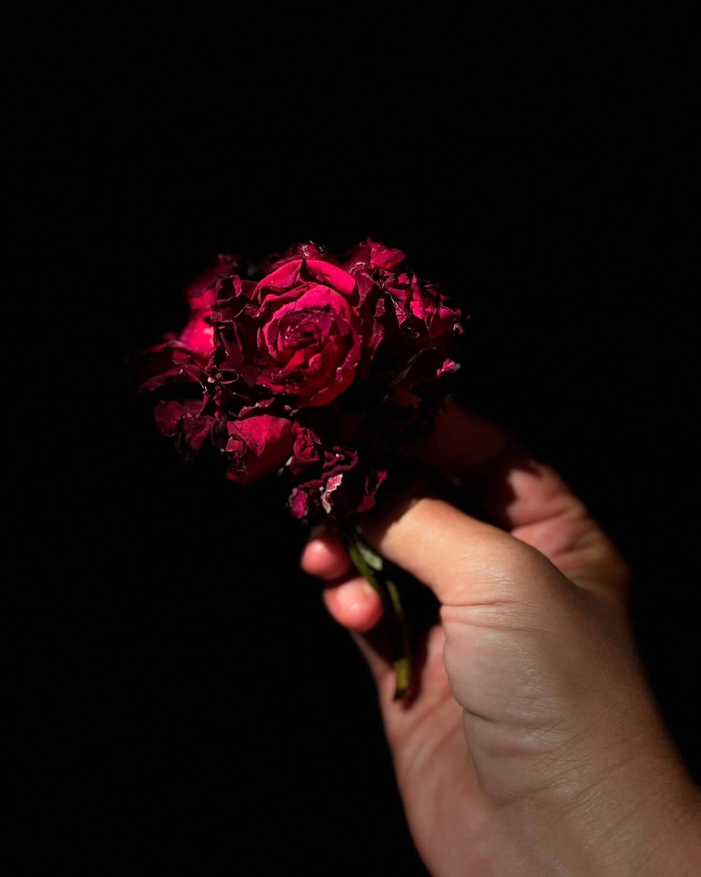 Elicia _ Roses roses