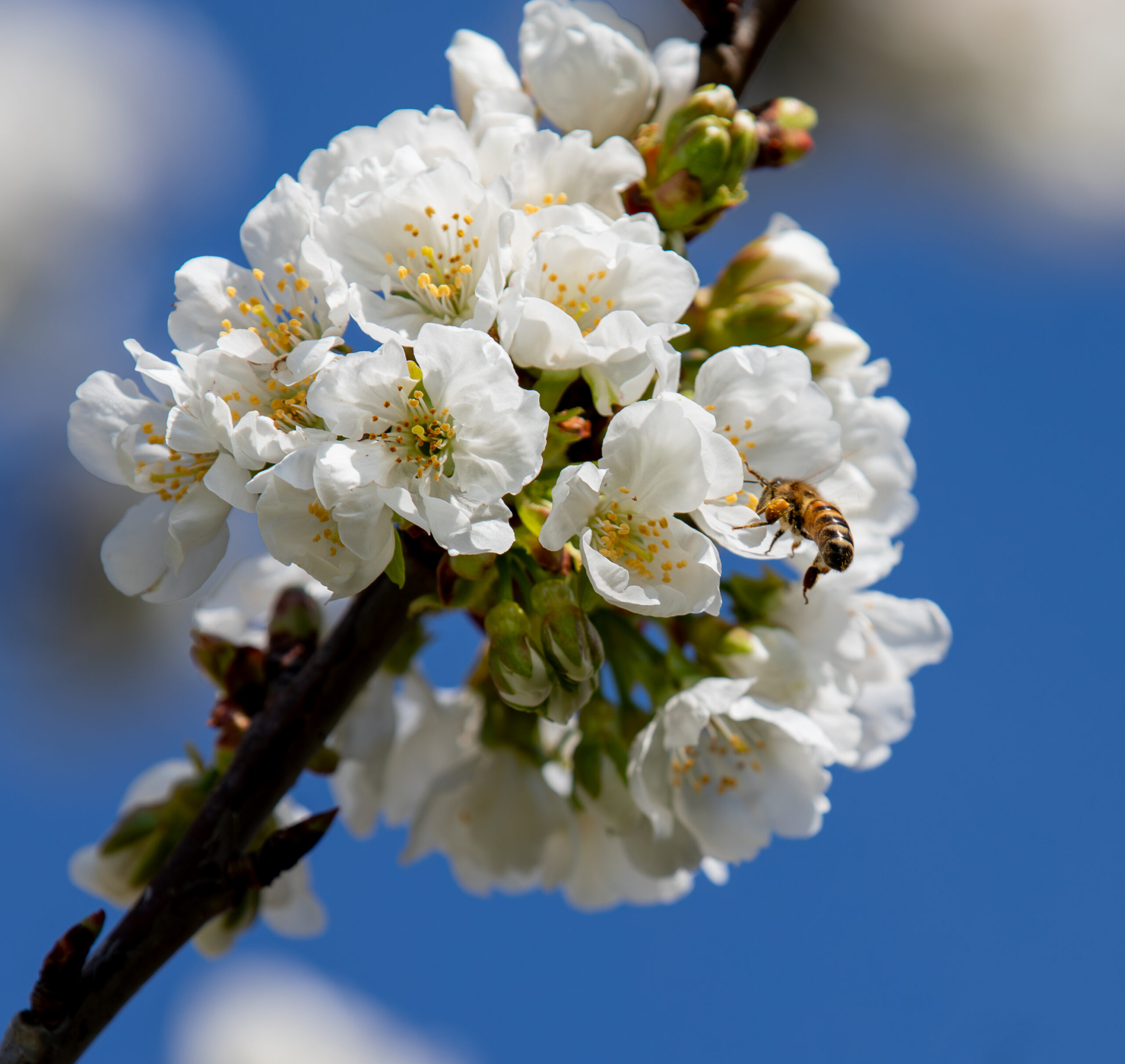 Spark of life essence reflective photography
